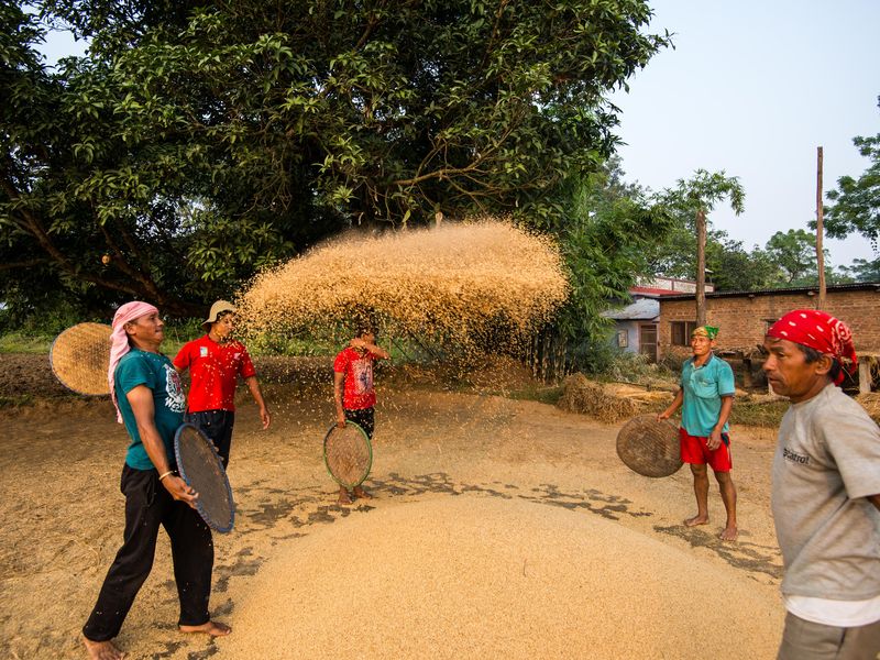 Rice cleaning Smithsonian Photo Contest Smithsonian Magazine
