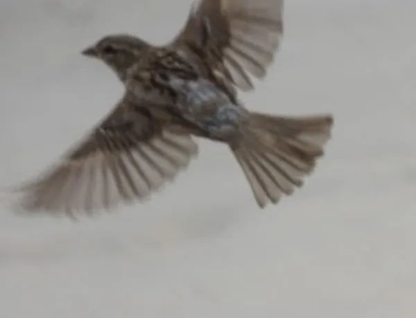 Perfection thumbnail