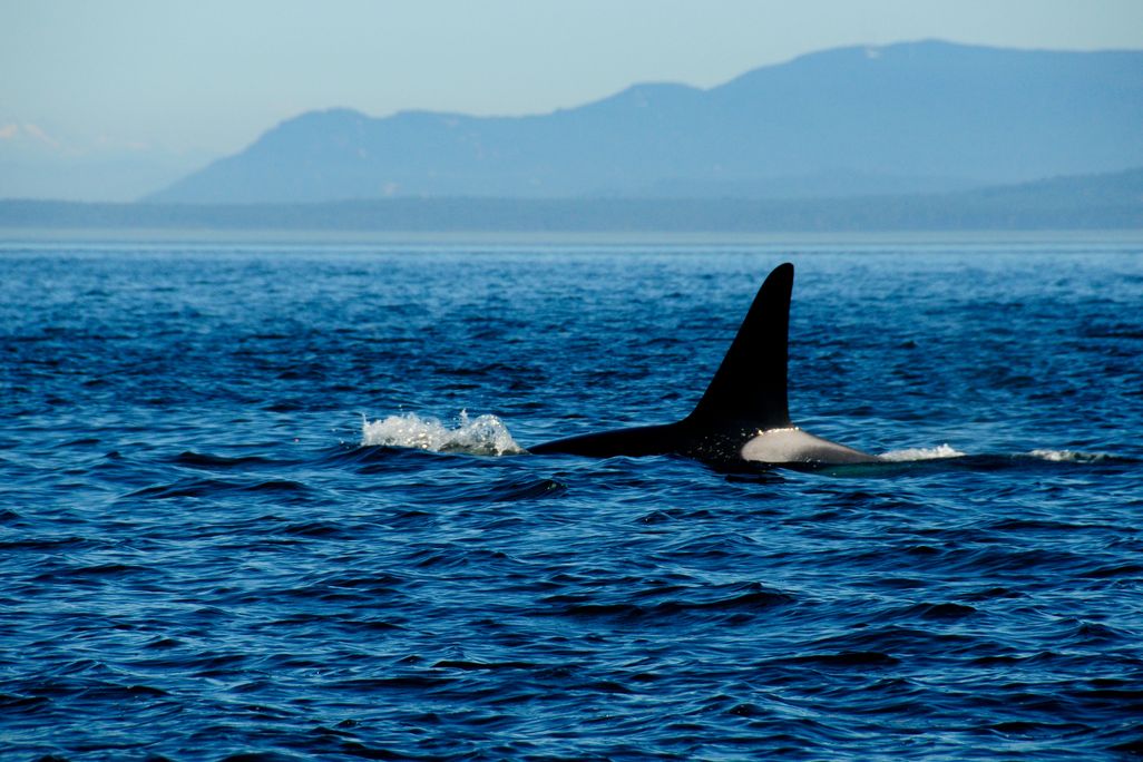The fin of a killer whale pokes out of the ocean