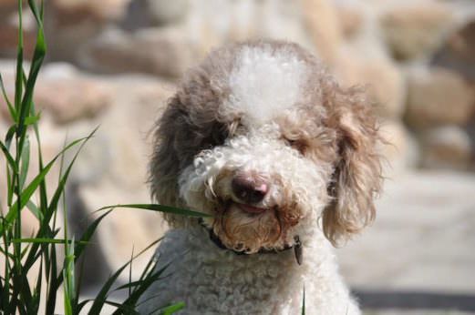 A Lagotto Romagnolo