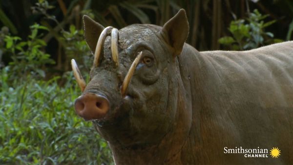 Preview thumbnail for This Wild Pig Has Fangs That Can Pierce Its Own Skull