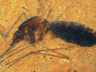 Testing shows that a 46 million-year-old fossilized mosquito, found in Montana, contains the blood of an unknown ancient creature.