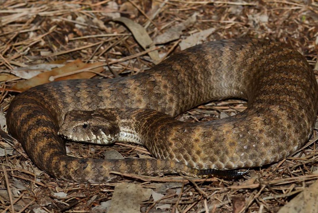 Scientists Discover That Snakes Have Clitorises | Smart News| Smithsonian  Magazine