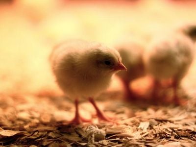 Life is about to become a bit more humane for male chicks. 