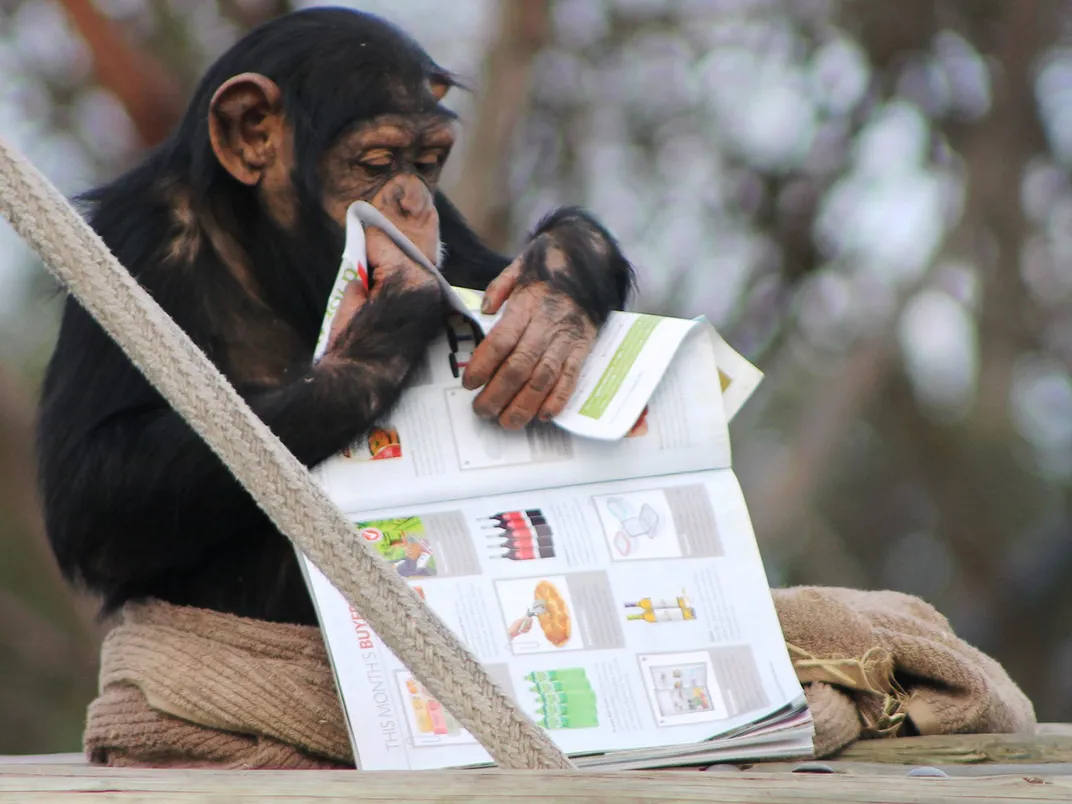 Chimp With Newspaper