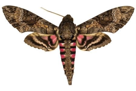 The National Museum of Natural History’s Lepidoptera collection holds up to half of the world's species of hawk moths, important pollinators for many wild ecosystems. There are over 1450 species of hawk moths in total on Earth. (Smithsonian)