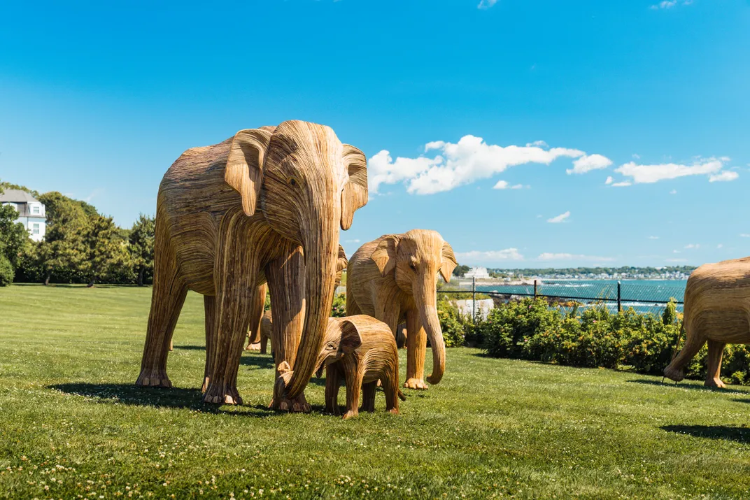 Group of elephants on a grassy area