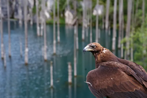 Guardian of the lake thumbnail