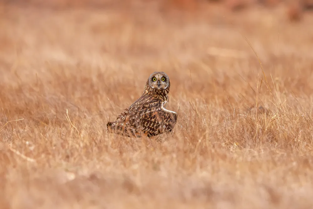 Camouflage in the grass. A short-eared owl is perfectly camouflaged in the dry, golden grasses of a field. This owl species is known for being active during the day (diurnal) or at dusk (crepuscular), often hunting low over open land.
