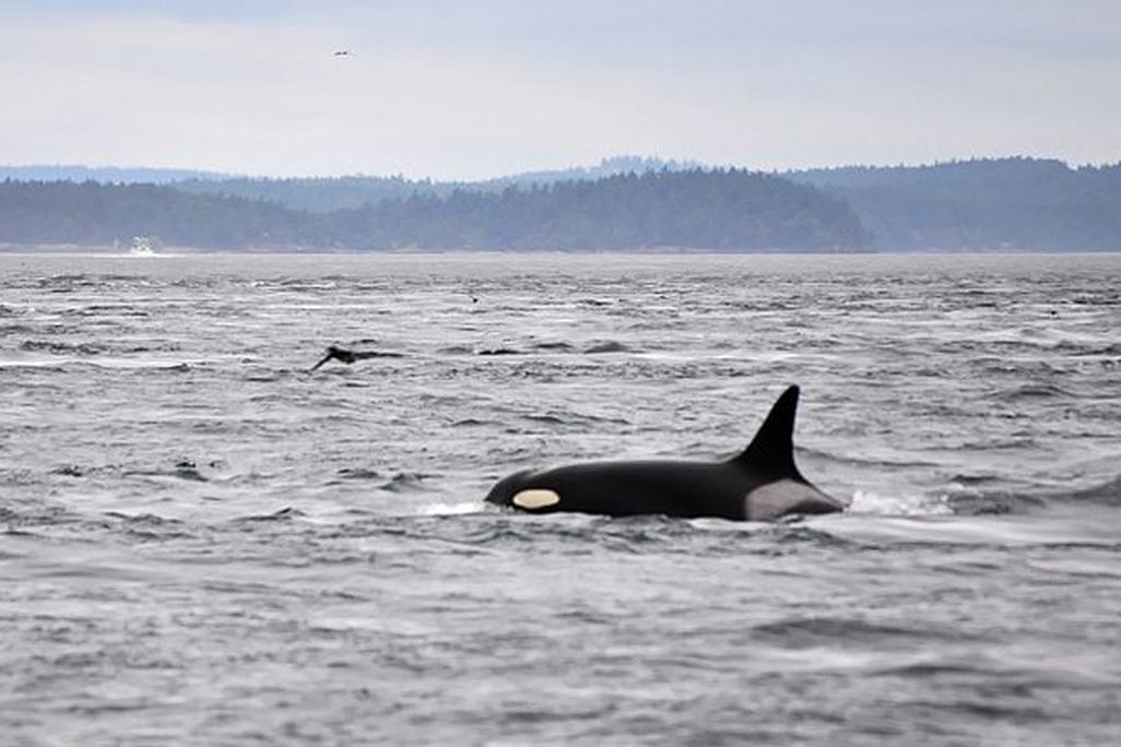 granny orca