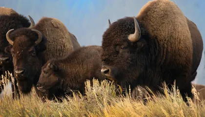 Celebrate the Comeback of the American Bison this Spring at the National Museum of Natural History