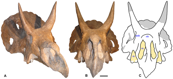 20110520083302nedoceratops-skull-plos.png