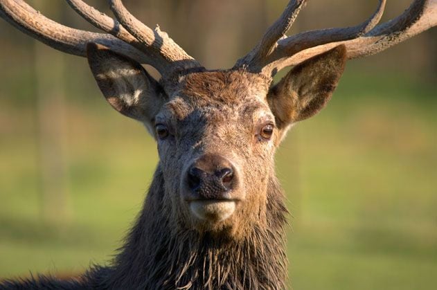 Red Deer