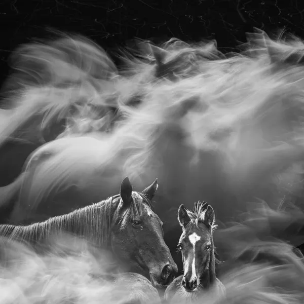 Stillness in the Gallop thumbnail