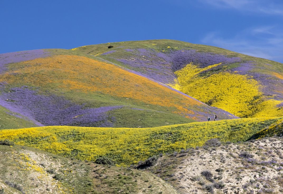 Fields covered in wildflowers