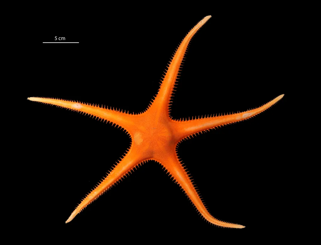 thin, orange starfish on black backdrop