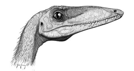 The head of Coelophysis - a close relative of Camposaurus - as restored by John Conway