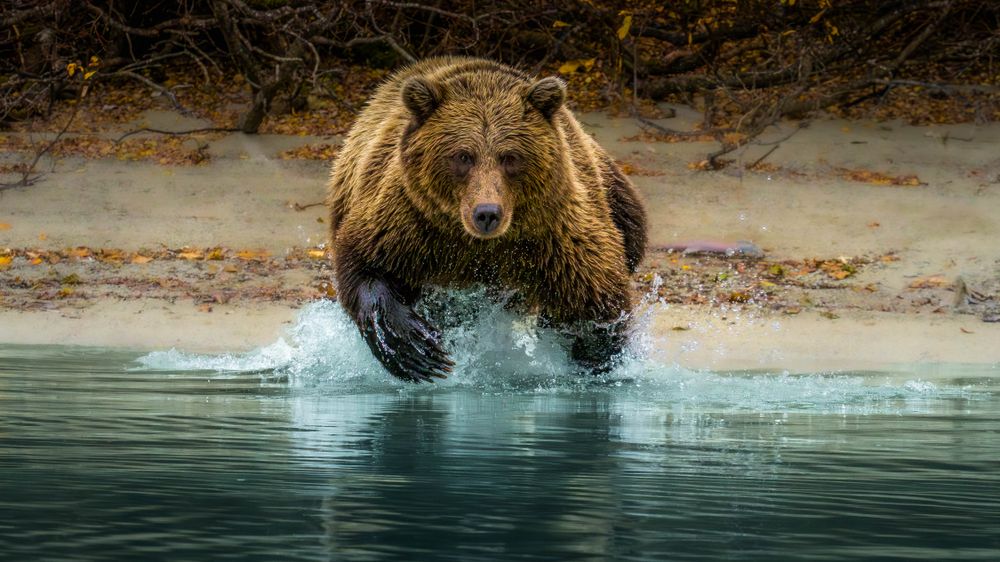Bears in Lake Clark National Park spend every waking minute searching out food to fatten up in preparation for winter. This bear barged head first into the cold water in hopes of succeeding in its goal.