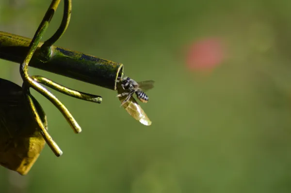 Leaf Cutter Bee thumbnail