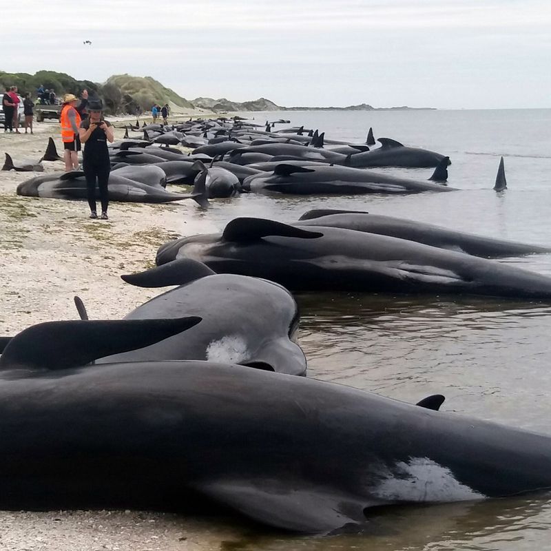 Dead pilot whales during a whale stranding on Farewell Spit in New  Zealand's South Island Stock Photo - Alamy