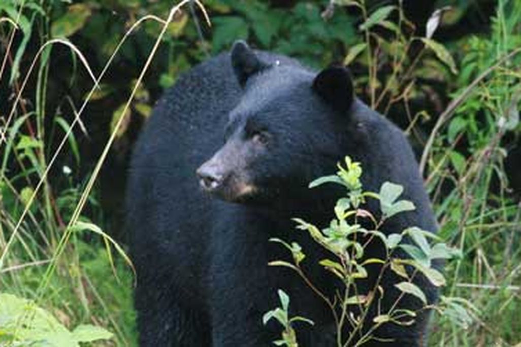 Most fatal black bear attacks are carried out by hungry males