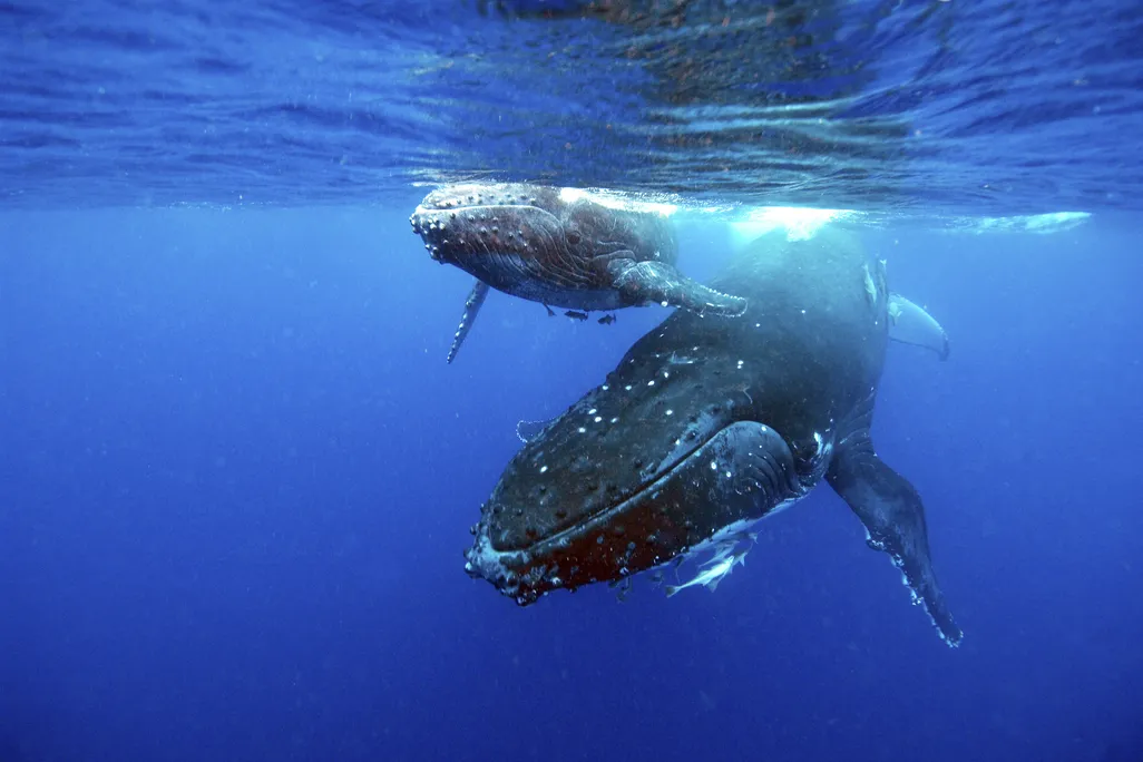 An adult humpback whale and calf swim underwater