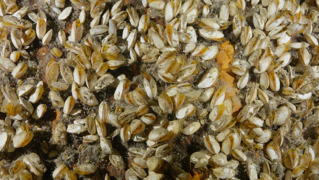 Close-up of quagga mussels on shipwreck