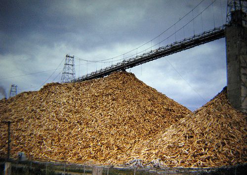 Pulp wood (but not the kind that may appear in your cheese or bread).