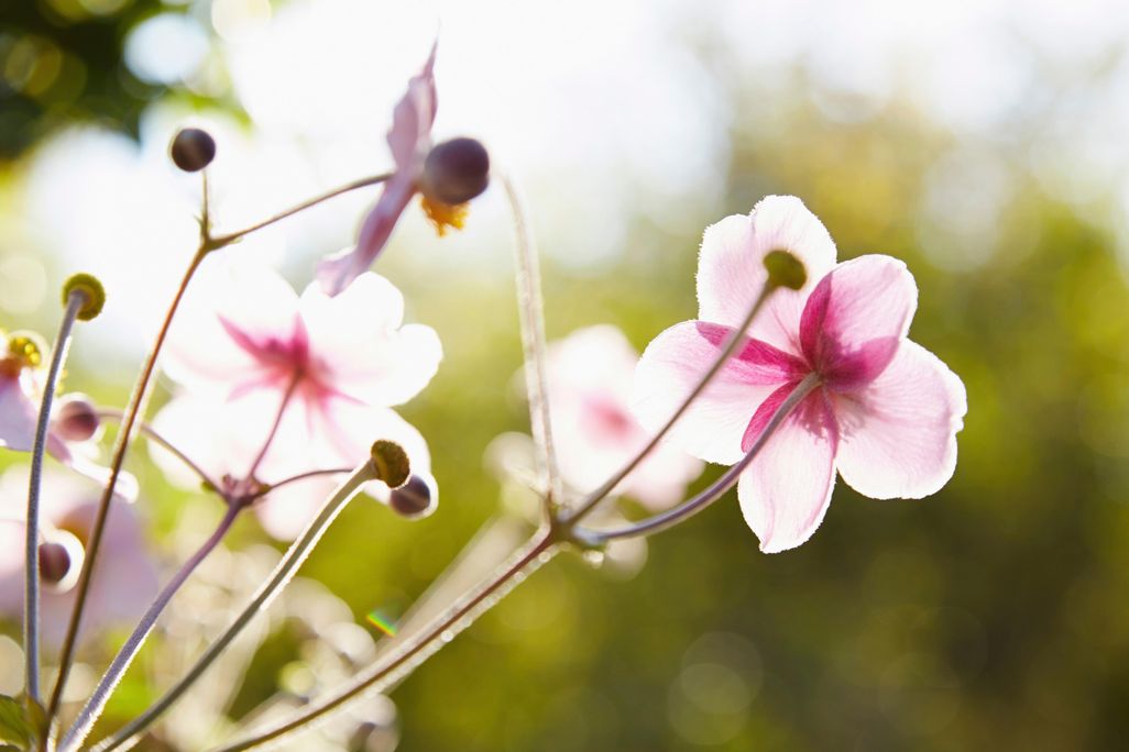 spring blooms