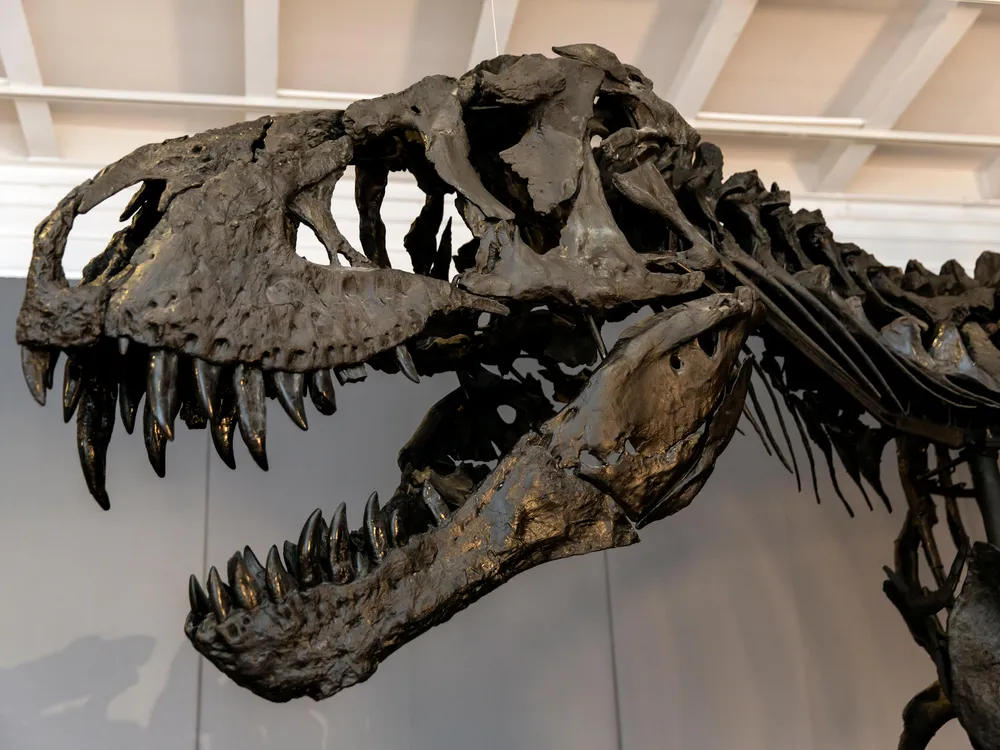 The head of a Tyrannosaurus rex seen at The Natural History Museum of Denmark on June 9, 2020 in Copenhagen