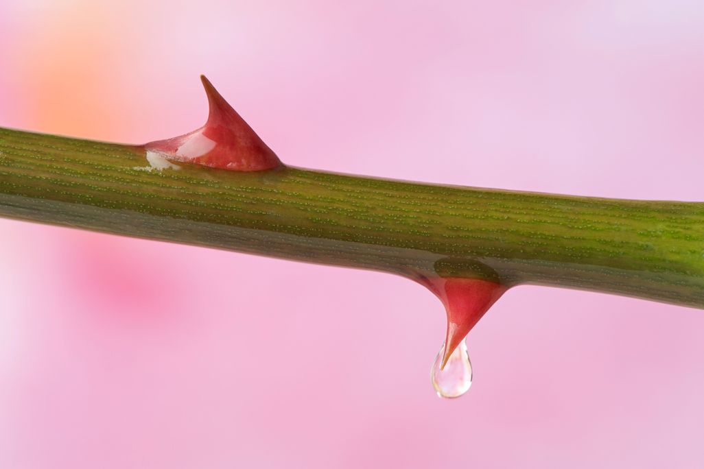 close-up of two red thorns on a green rose stem cutting sideways across the frame on a pink background, the lower thorn has a droplet of water hanging from it