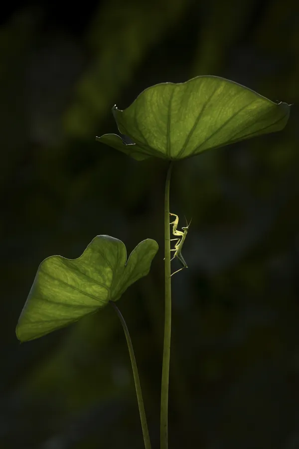 Mantis under lotus leaf thumbnail