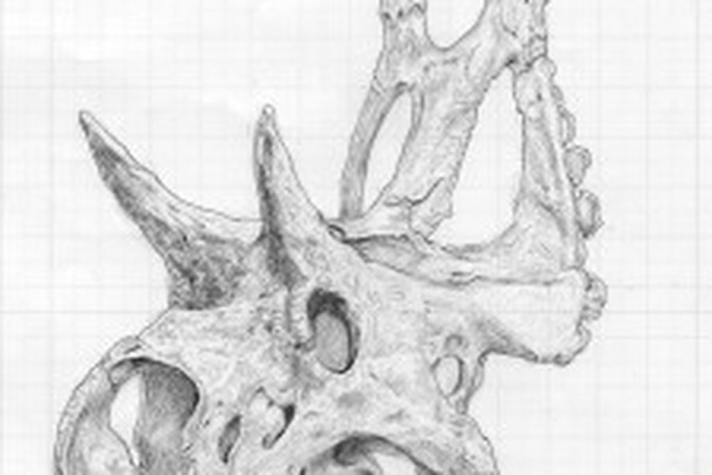 20110520083223Diabloceratops-skull-sketch-225x300.jpg