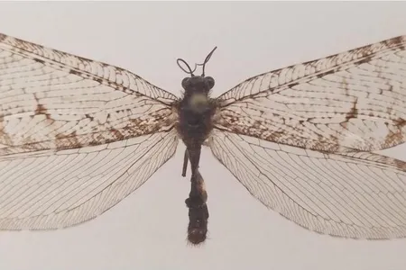 Giant lacewings date back to the Jurassic Era and hadn&#39;t been seen in eastern North America for more than 50 years, until this discovery.