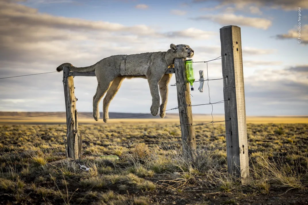 a dead puma is draped on top of a wire fence beside a field, its chin and tail resting on the wooden poles