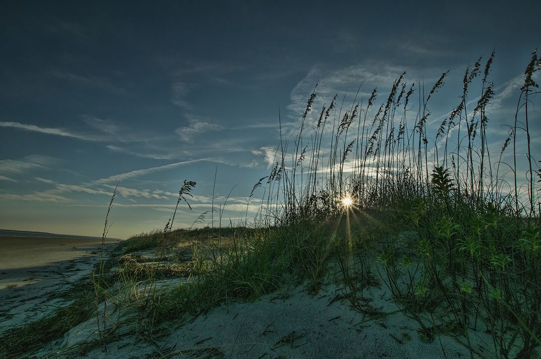 Sea Oats at Sunset | Smithsonian Photo Contest | Smithsonian Magazine