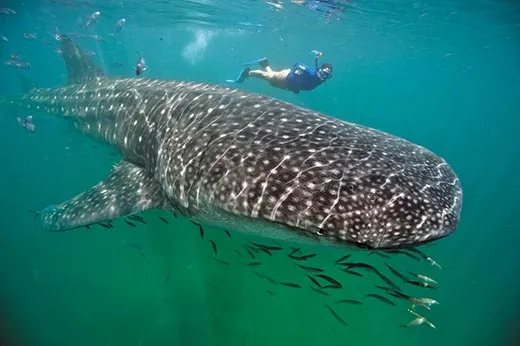 Whale Sharks: Facts, Threat, and Conservation