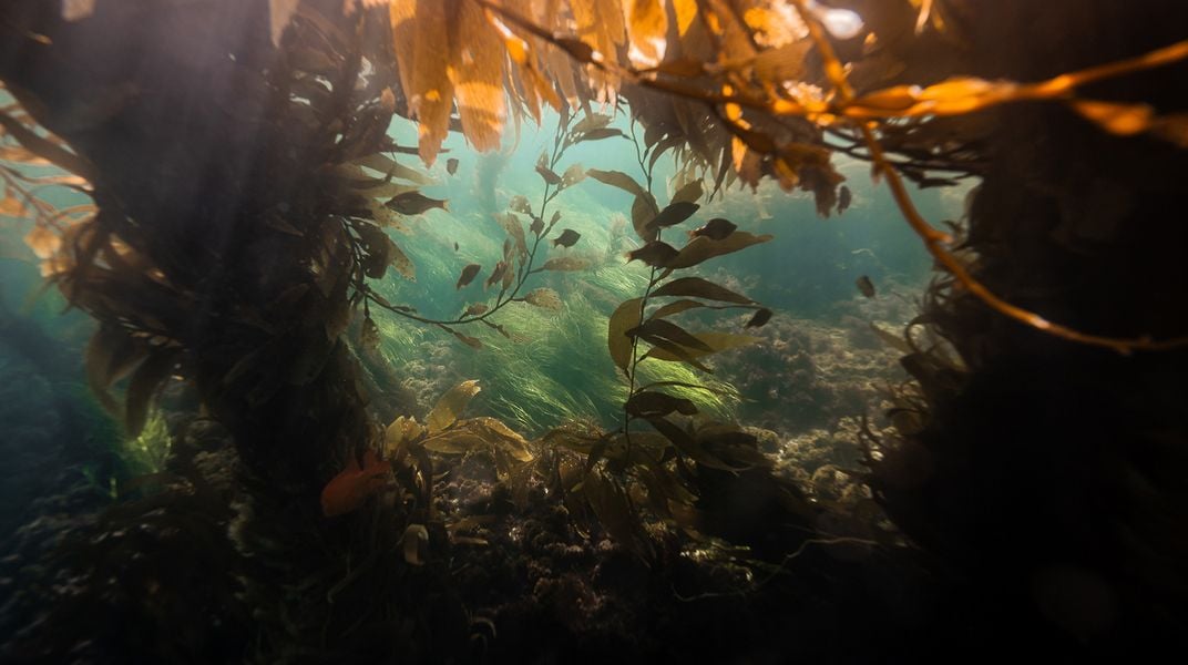 Fish in Kelp