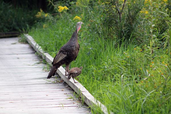 A young poult turkey looks towards it's parent for guidance and protection. thumbnail