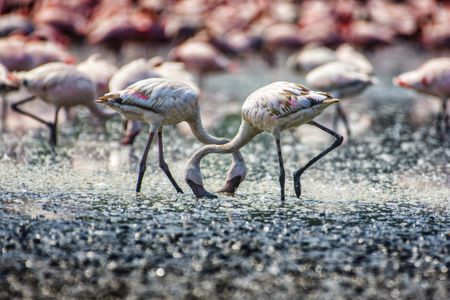 For several decades, flocks of lesser and greater flamingos have returned to a sliver of wetlands on the shoreline of Mumbai, India, increasing the population 13-fold. Their arrival has been a source of pride for local people, but development pressures are threatening the habitat of these feathered residents.