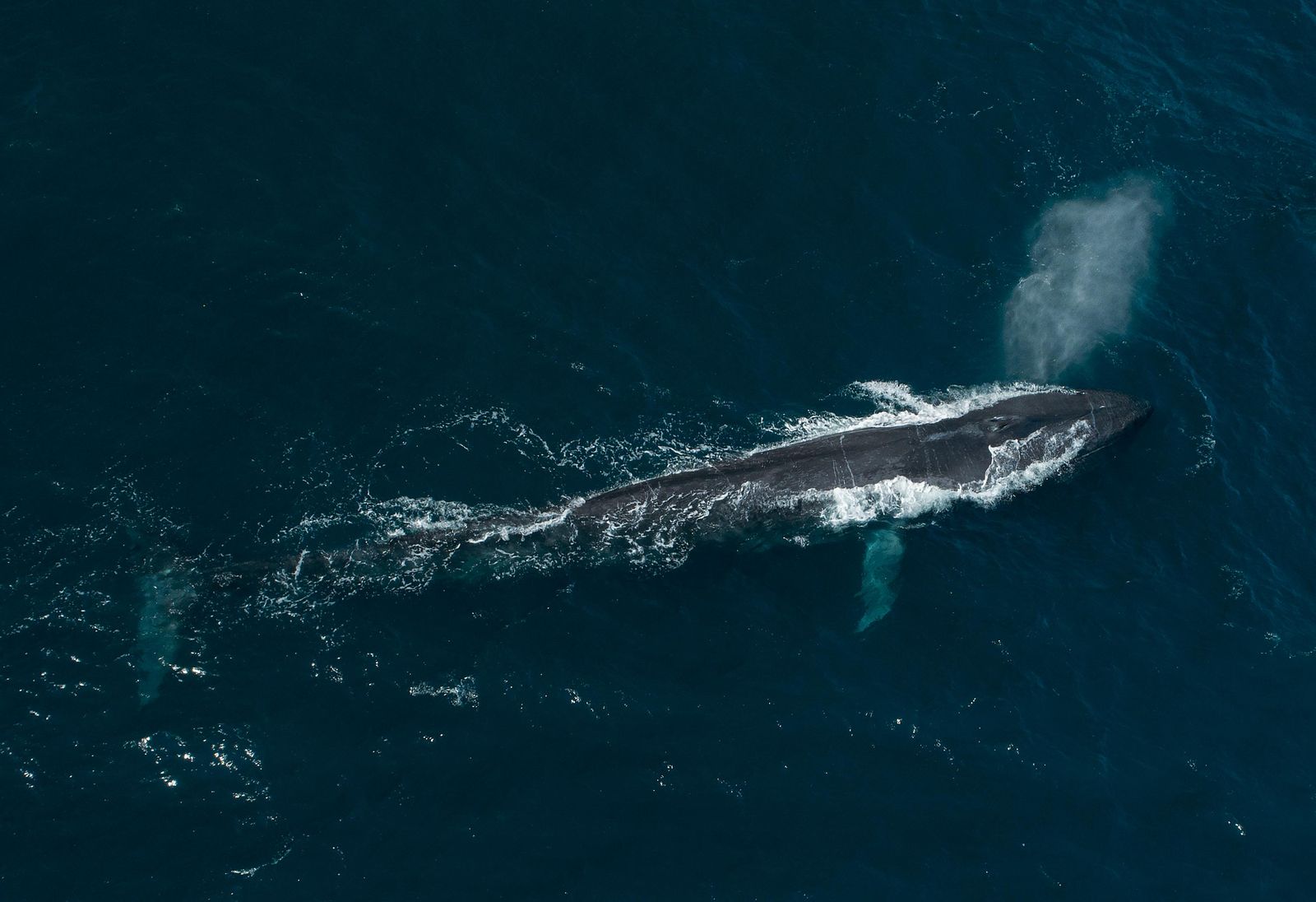 Blue Whales Sing All Day When They Migrate and All Night When They Don't