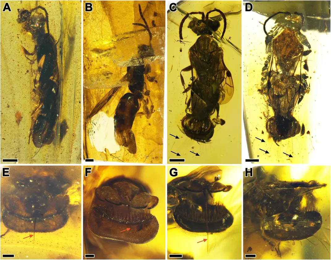 four views of full bodies of wasps in amber, and four views of the venus flytrap-like rear of the wasps