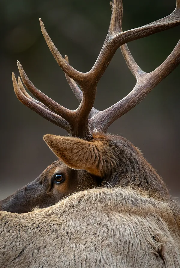 Elk Profile in Morning Light thumbnail