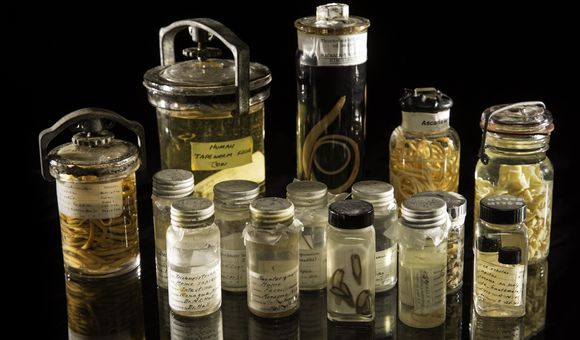 15 antique, scientific jars filled with preserved parasites on black background.