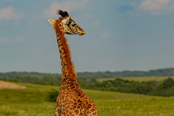 Giraffe thumbnail