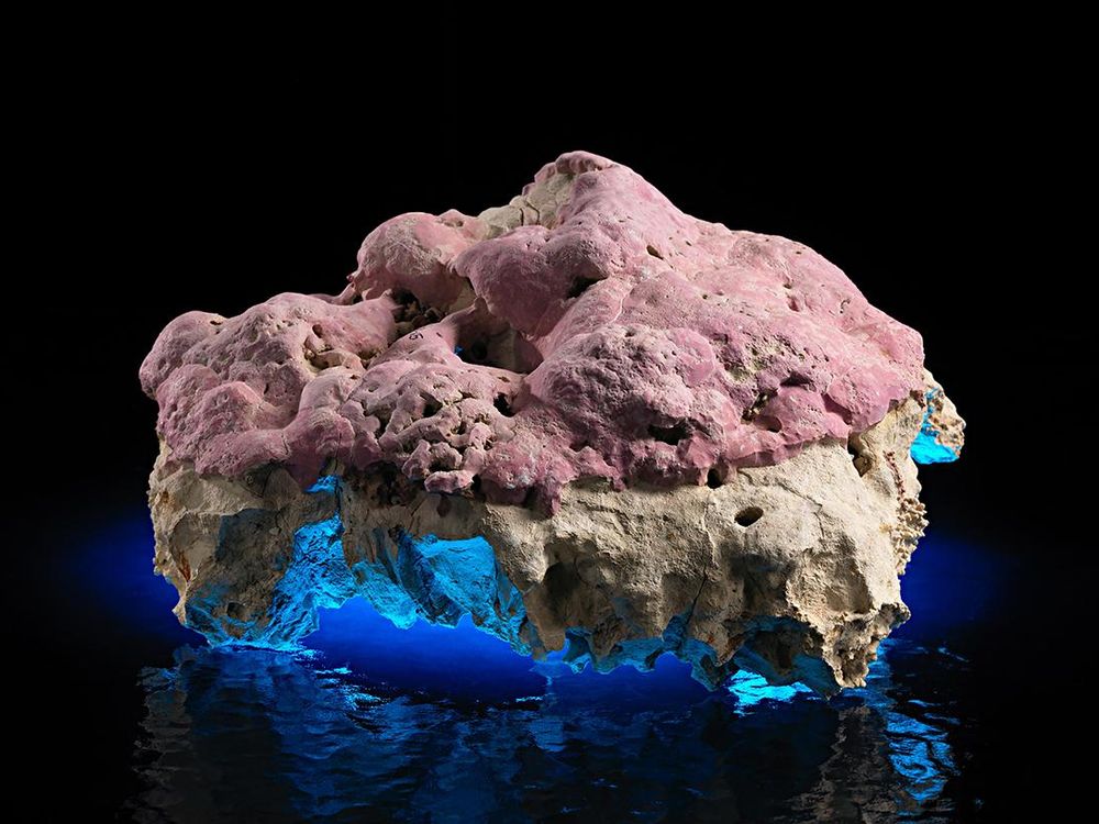 In Its Layers, This Stunning Pink Coralline Algae Holds Secrets of Climates Past