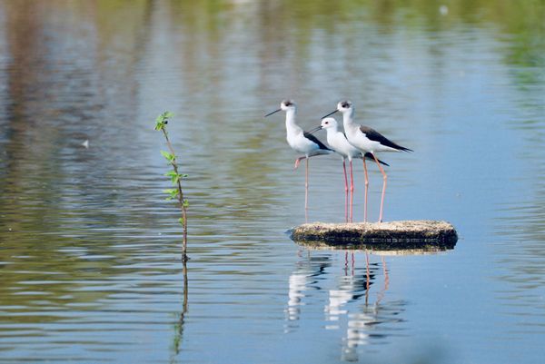 Black Winged Stilts on a stone thumbnail