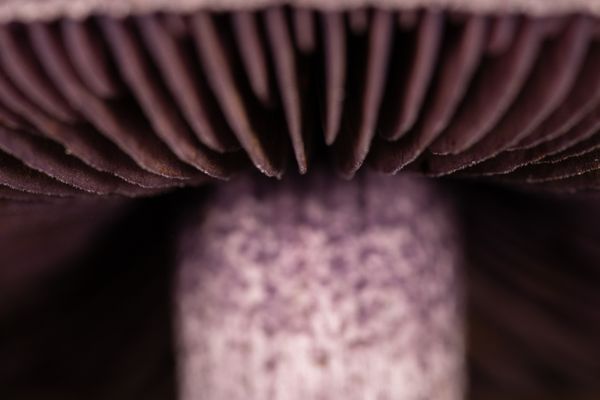 A Cortinarius violaceus mushroom dropping spores. thumbnail