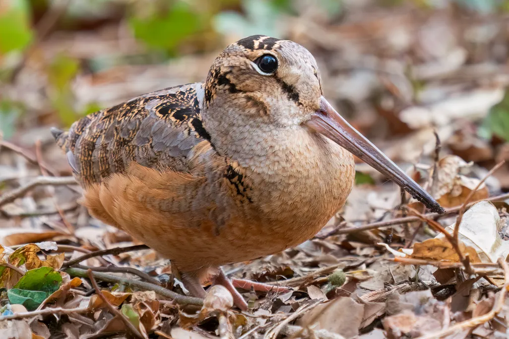 a mottled brown bird with a red breast and long bill stands among leaves on the ground