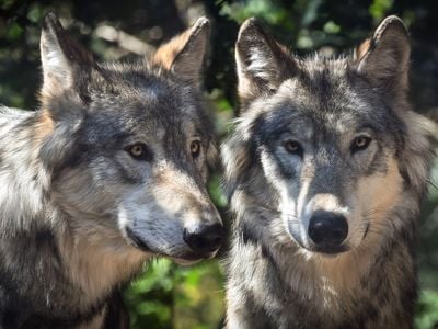 Scientists are studying ancient wolves to better understand the domestication of dogs.